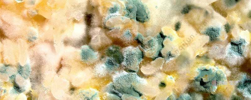 what is the difference between bacterial colonies and fungal colonies