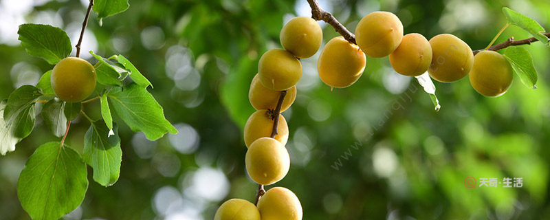 what are the characteristic fruits of aksu in xinjiang?